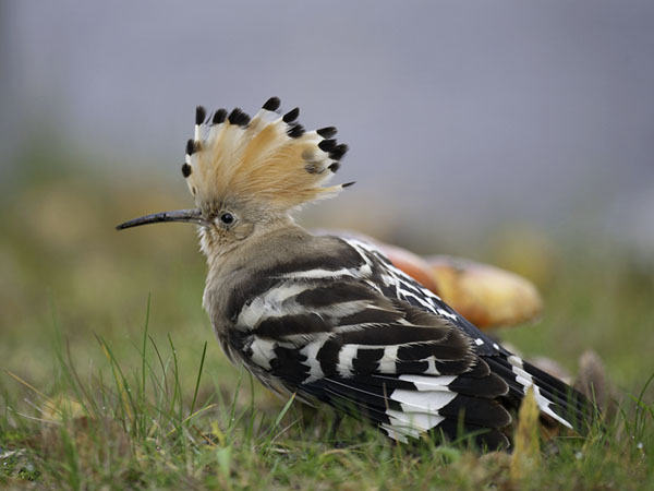 Harjalintu, Eurasian Hoopoe, Upupa epops