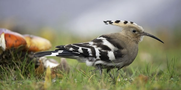 Harjalintu, Eurasian Hoopoe, Upupa epops