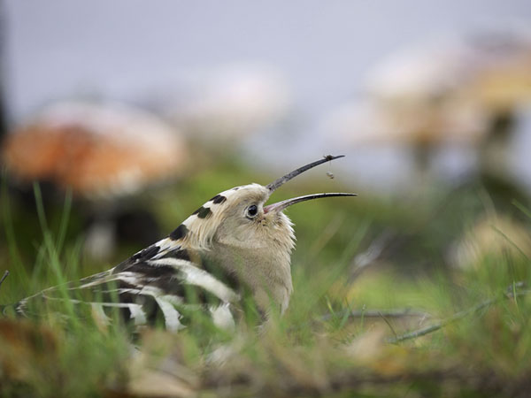 Harjalintu, Eurasian Hoopoe, Upupa epops