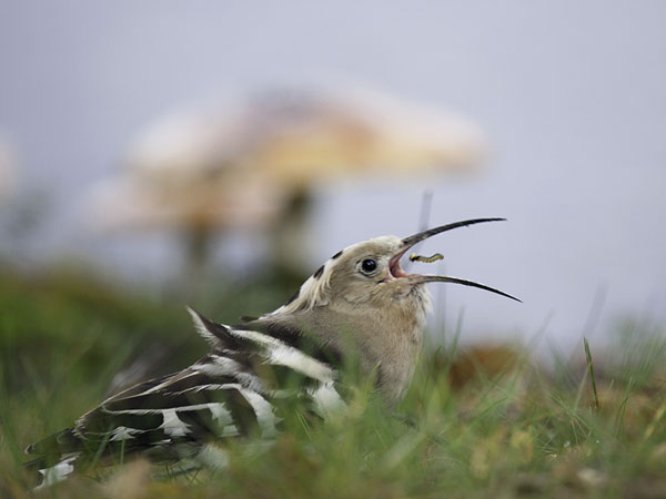 Harjalintu, Eurasian Hoopoe, Upupa epops