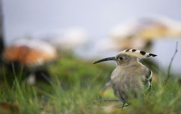Harjalintu, Eurasian Hoopoe, Upupa epops