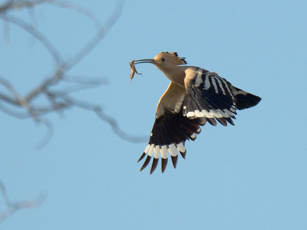 Harjalintu, Eurasian Hoopoe, Upupa epops