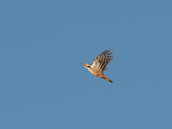 Valkoselkätikka, White-backed Woodpecker, Dendrocopos leucotos