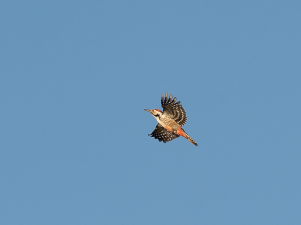 Valkoselkätikka, White-backed Woodpecker, Dendrocopos leucotos