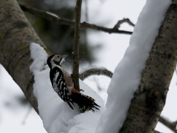 Valkoselkätikka, White-backed Woodpecker, Dendrocopos leucotos