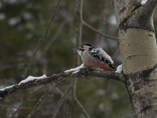 Valkoselkätikka, White-backed Woodpecker, Dendrocopos leucotos