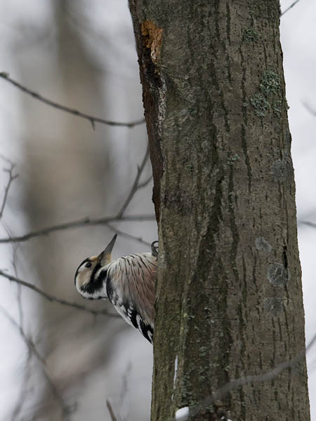 Valkoselkätikka, White-backed Woodpecker, Dendrocopos leucotos