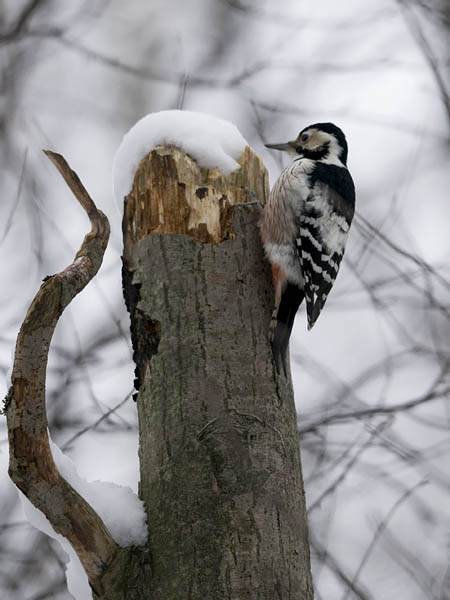 Valkoselkätikka, White-backed Woodpecker, Dendrocopos leucotos