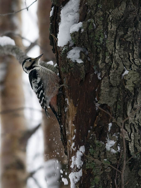 Valkoselkätikka, White-backed Woodpecker, Dendrocopos leucotos