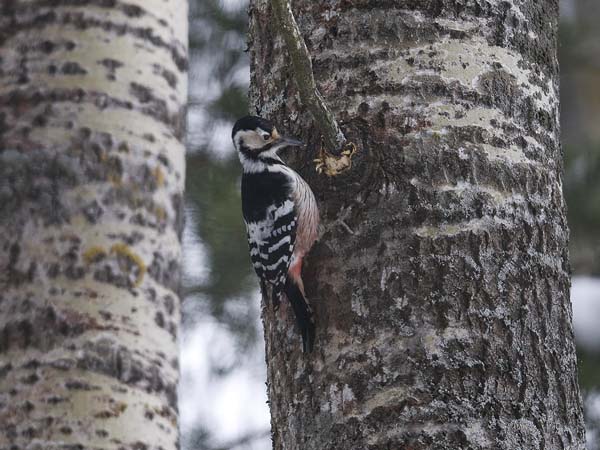 Valkoselkätikka, White-backed Woodpecker, Dendrocopos leucotos