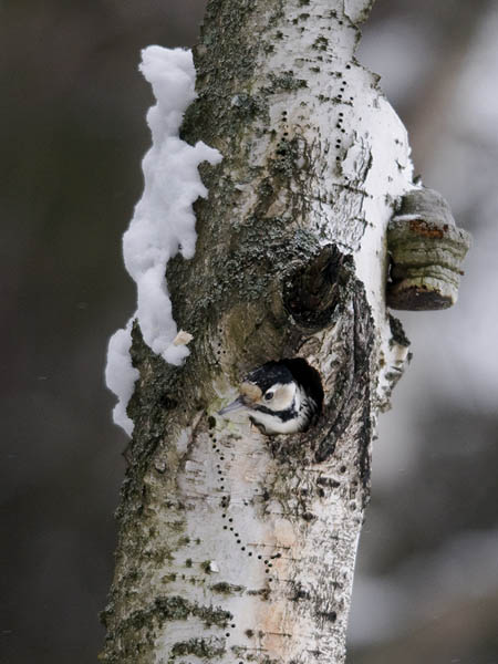 Valkoselkätikka, White-backed Woodpecker, Dendrocopos leucotos