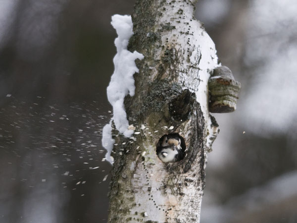 Valkoselkätikka, White-backed Woodpecker, Dendrocopos leucotos