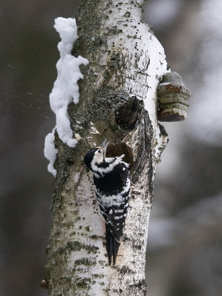 Valkoselkätikka, White-backed Woodpecker, Dendrocopos leucotos