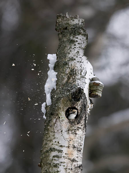 Valkoselkätikka, White-backed Woodpecker, Dendrocopos leucotos