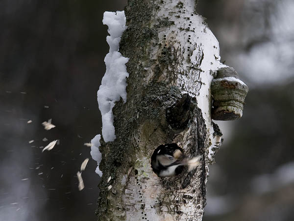 Valkoselkätikka, White-backed Woodpecker, Dendrocopos leucotos