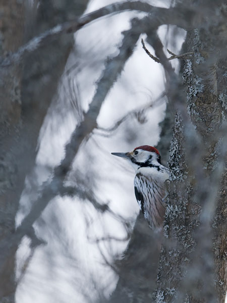 Valkoselkätikka, White-backed Woodpecker, Dendrocopos leucotos