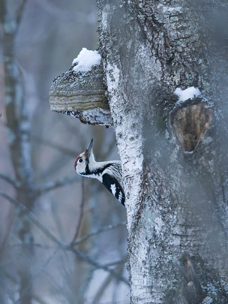 Valkoselkätikka, White-backed Woodpecker, Dendrocopos leucotos