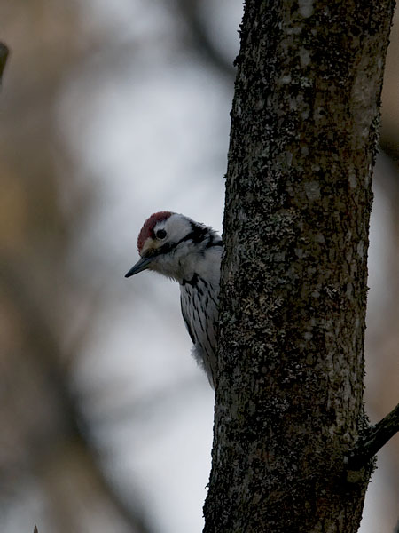 Valkoselkätikka, White-backed Woodpecker, Dendrocopos leucotos