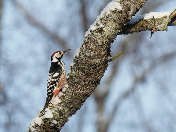 Valkoselkätikka, White-backed Woodpecker, Dendrocopos leucotos