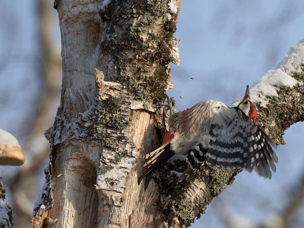 Valkoselkätikka, White-backed Woodpecker, Dendrocopos leucotos