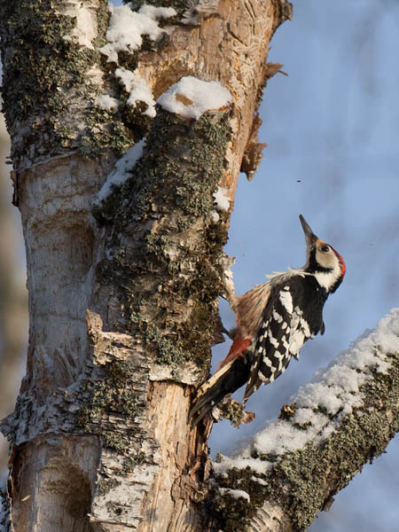 Valkoselkätikka, White-backed Woodpecker, Dendrocopos leucotos