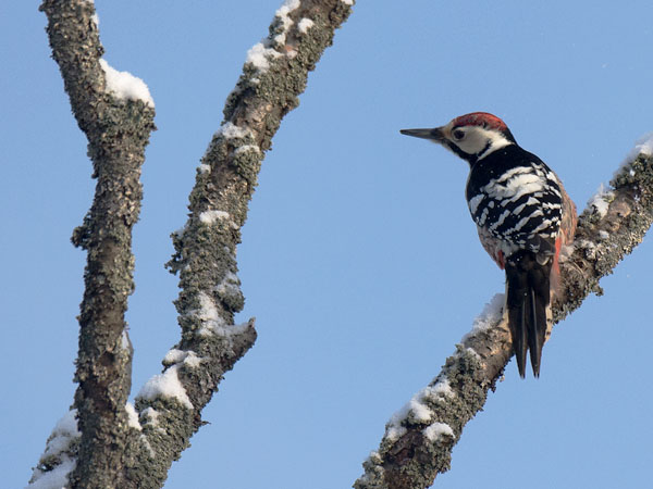 Valkoselkätikka, White-backed Woodpecker, Dendrocopos leucotos