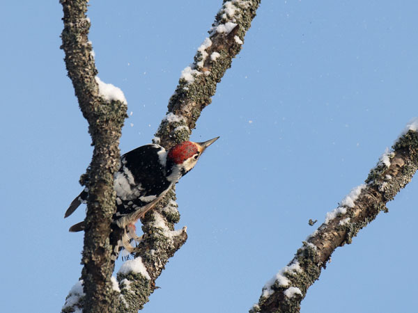 Valkoselkätikka, White-backed Woodpecker, Dendrocopos leucotos