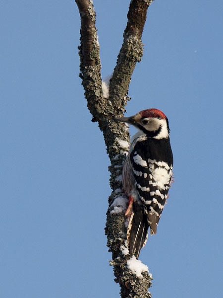 Valkoselkätikka, White-backed Woodpecker, Dendrocopos leucotos