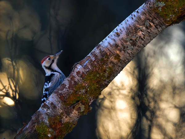 Valkoselkätikka, White-backed Woodpecker, Dendrocopos leucotos
