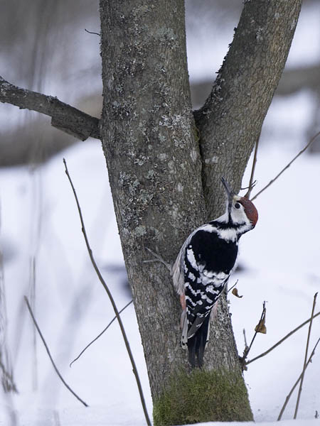 Valkoselkätikka, White-backed Woodpecker, Dendrocopos leucotos