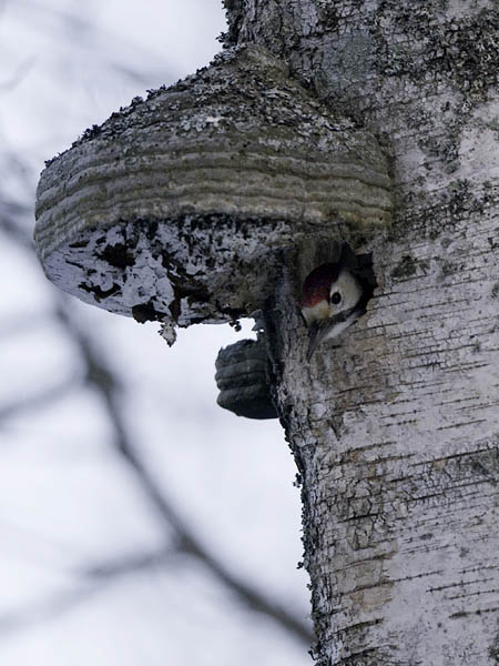 Valkoselkätikka, White-backed Woodpecker, Dendrocopos leucotos