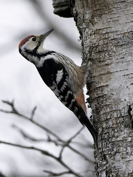 Valkoselkätikka, White-backed Woodpecker, Dendrocopos leucotos