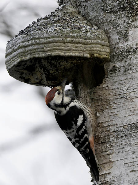 Valkoselkätikka, White-backed Woodpecker, Dendrocopos leucotos