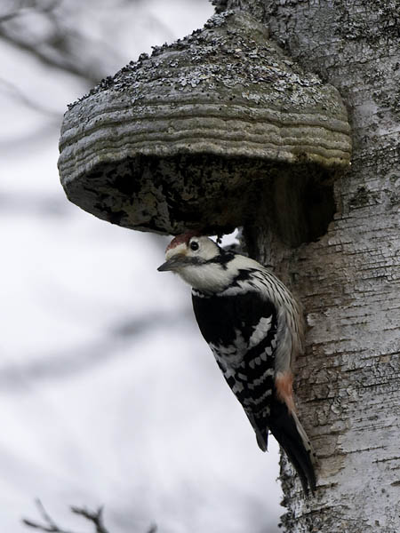 Valkoselkätikka, White-backed Woodpecker, Dendrocopos leucotos