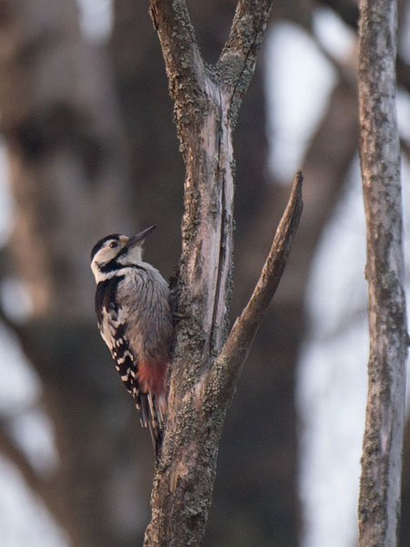 Valkoselkätikka, White-backed Woodpecker, Dendrocopos leucotos