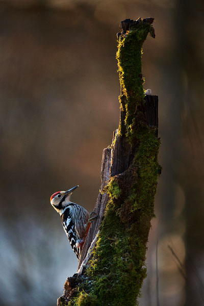 Valkoselkätikka, White-backed Woodpecker, Dendrocopos leucotos