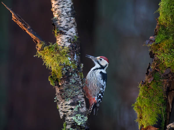 Valkoselkätikka, White-backed Woodpecker, Dendrocopos leucotos
