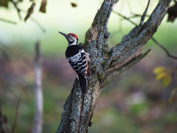 Valkoselkätikka, White-backed Woodpecker, Dendrocopos leucotos