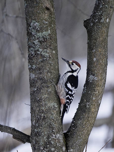 Valkoselkätikka, White-backed Woodpecker, Dendrocopos leucotos