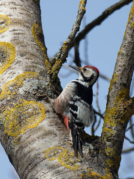 Valkoselkätikka, White-backed Woodpecker, Dendrocopos leucotos