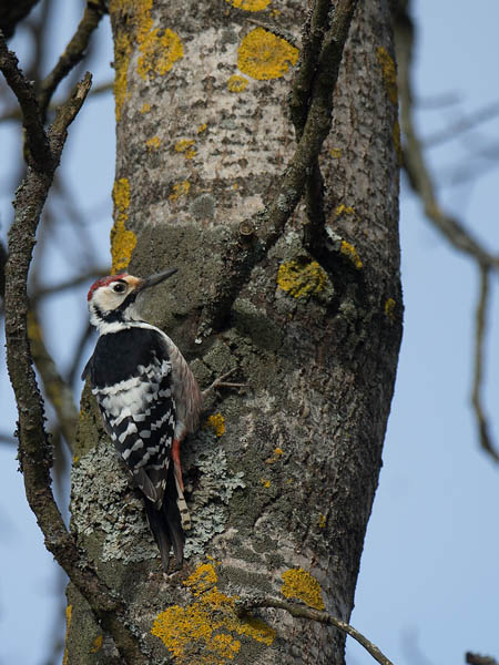 Valkoselkätikka, White-backed Woodpecker, Dendrocopos leucotos