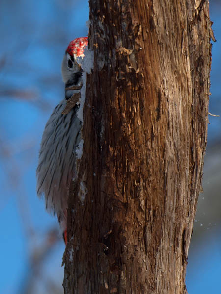Valkoselkätikka, White-backed Woodpecker, Dendrocopos leucotos