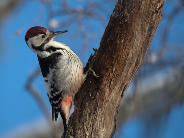 Valkoselkätikka, White-backed Woodpecker, Dendrocopos leucotos