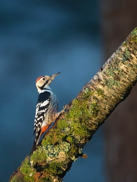 Valkoselkätikka, White-backed Woodpecker, Dendrocopos leucotos