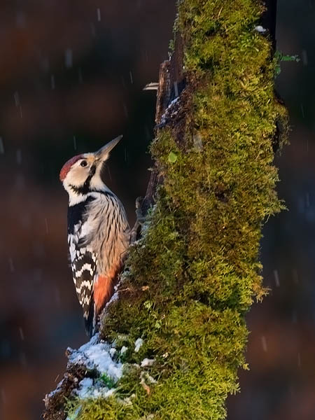 Valkoselkätikka, White-backed Woodpecker, Dendrocopos leucotos