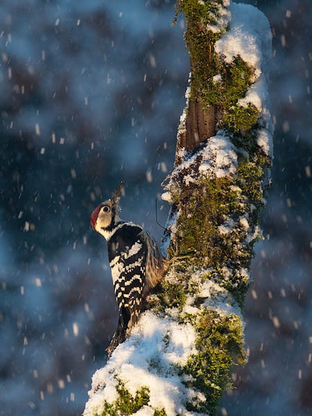 Valkoselkätikka, White-backed Woodpecker, Dendrocopos leucotos