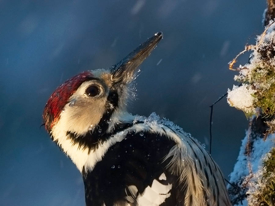 Valkoselkätikka, White-backed Woodpecker, Dendrocopos leucotos