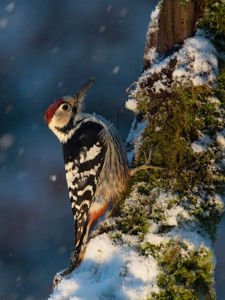 Valkoselkätikka, White-backed Woodpecker, Dendrocopos leucotos
