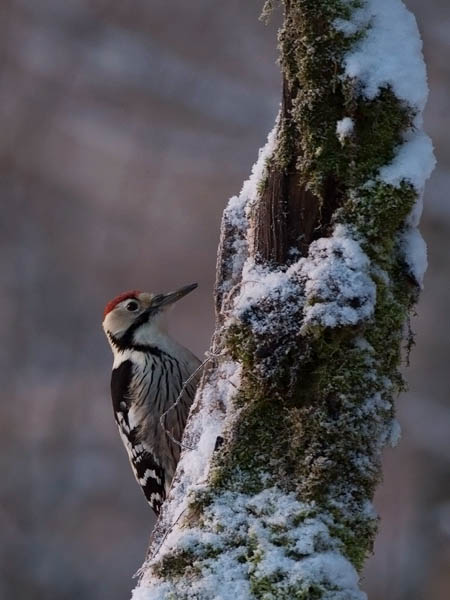 Valkoselkätikka, White-backed Woodpecker, Dendrocopos leucotos