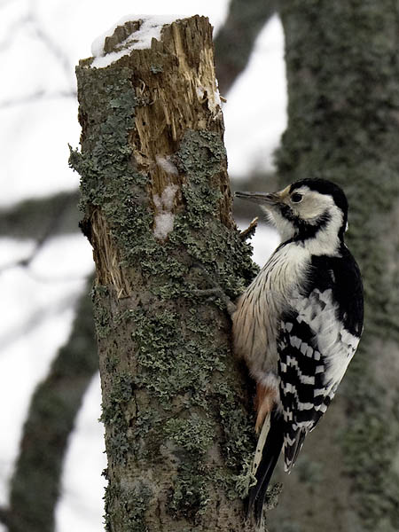 Valkoselkätikka, White-backed Woodpecker, Dendrocopos leucotos
